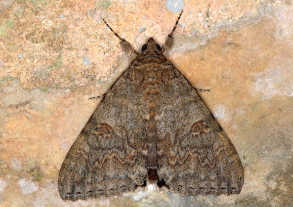Erebidae 3 - Catocala nupta